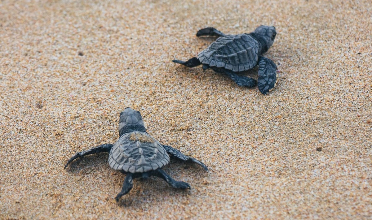 Sea Turtle Charged With Abandoning Young