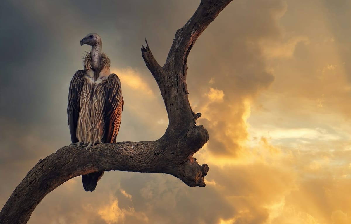 Vulture Can’t Believe How Long It’s Taking Guy to Die