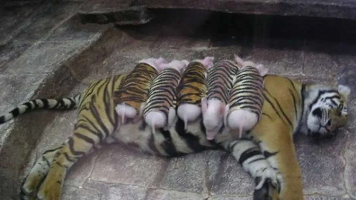 Heartwarming: Tiger Raises Baby Piglets until They Are Big Enough to Eat