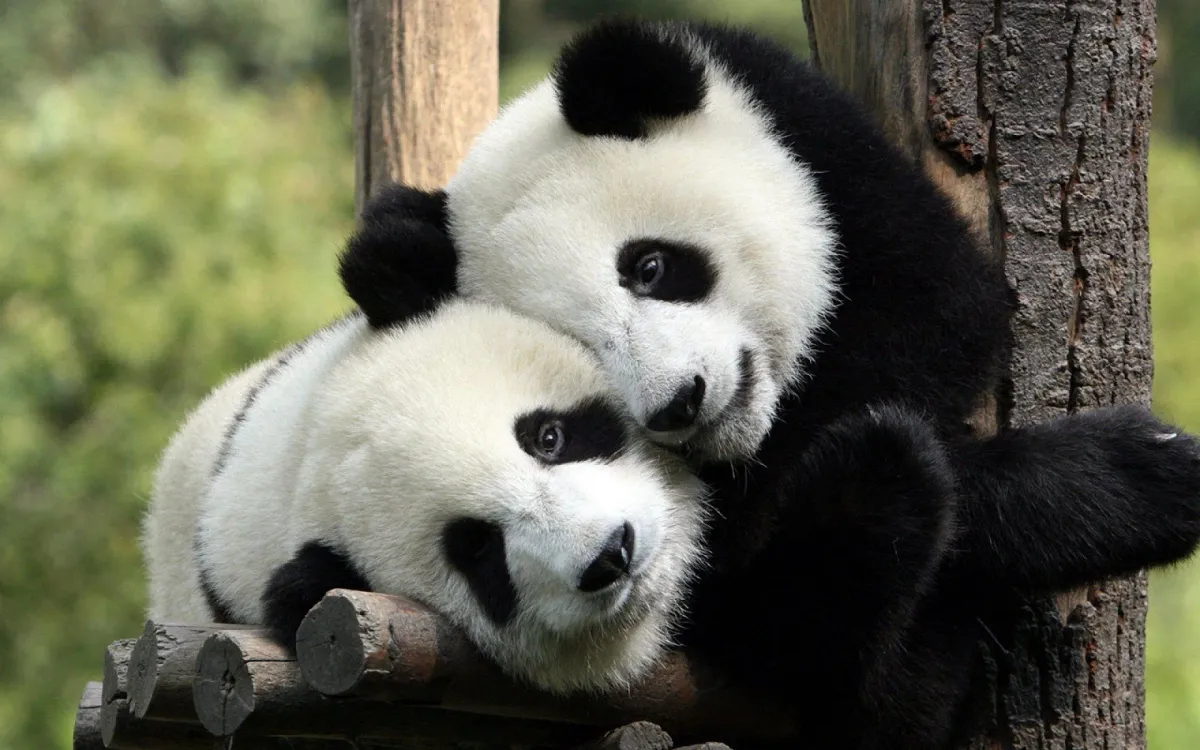 China Escalates Tariff Fight By Withholding Rare Earth Pandas