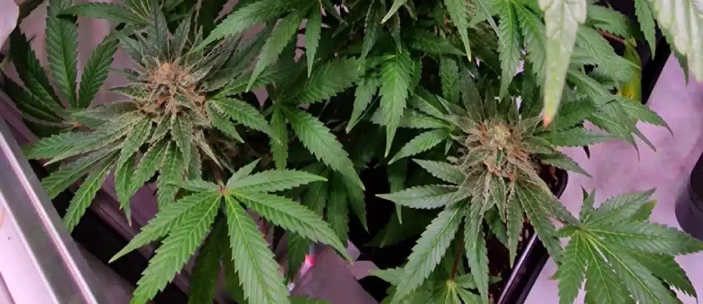 Rare Cannabis Sold to Highest Bidder