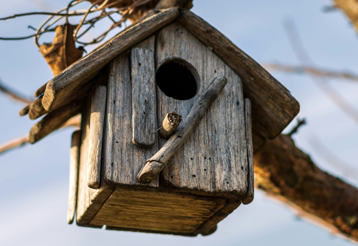Avian Activists Call for More Affordable Bird Housing