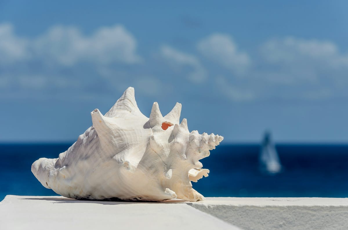 Old Conch a Shell of Its Former Self