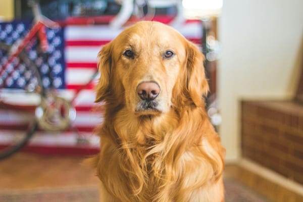 Man Buys Organic Dog Food for Pet that Literally Eats Poop