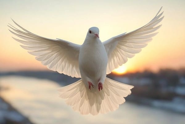 Majestic Dove Secretly Just Pigeon