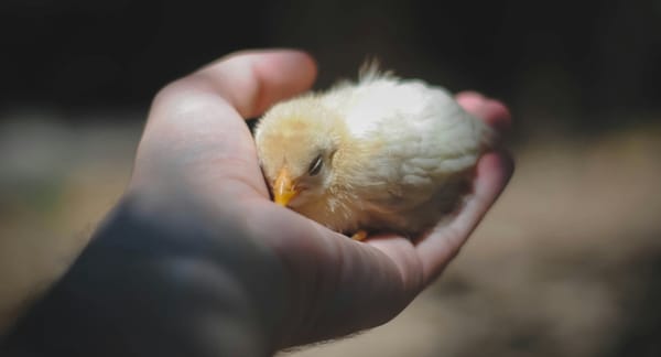 Market Report: Bird in Hand Now Trading at over 3.1 Birds in Bush