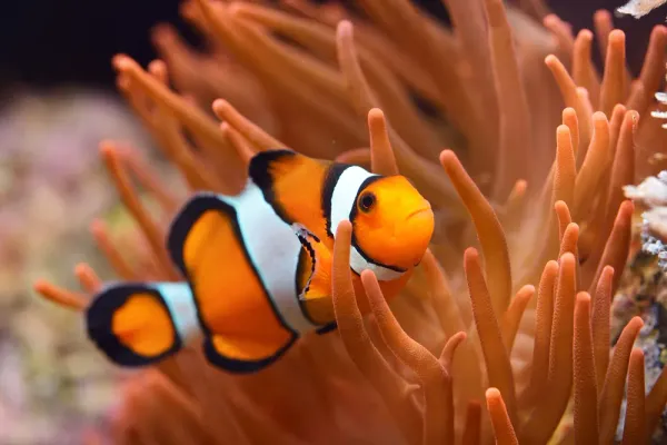Clown Fish Never Taken Seriously