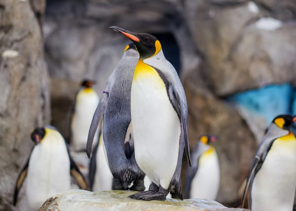 Emperor Penguin Has No Clothes