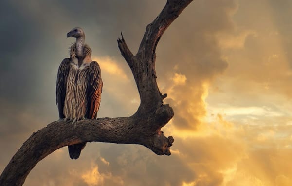 Vulture Can’t Believe How Long It’s Taking Guy to Die