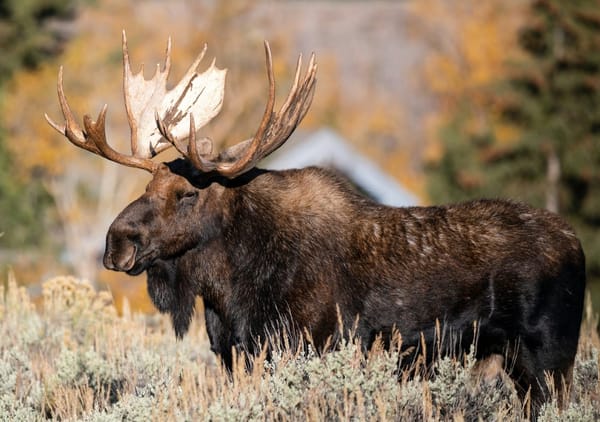 Area Moose Still Reckoning with NY Mayoral Primary