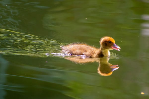 Ugly Duck Grows up to Be Ugly Swan