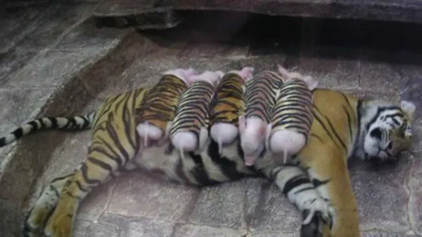 Heartwarming: Tiger Raises Baby Piglets until They Are Big Enough to Eat