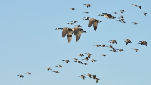 Tensions High as Canada Geese Detected Entering US Airspace